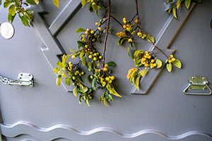 Berries seen on the side of an outhouse