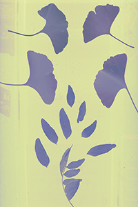 A Photogram showing leaves scattered about on a beige background.