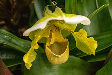 A close-up snapshot of a pitcher plant.