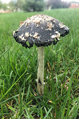 A Black spotted mushroom sprouting from the grass