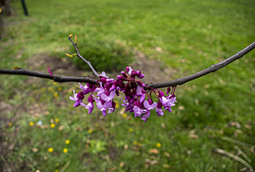 A branch with pink flowers growing off it.