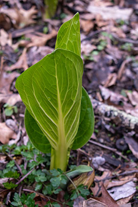 A green cabbage leaf amongst dead leaves