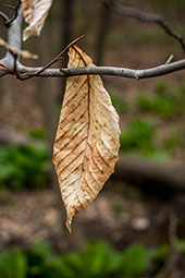 A dead leaf hangs from a branch