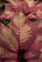 A macro photograph of a warm-colored leaf.