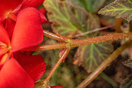 A flower stem in close-up, revealing fine hairs.