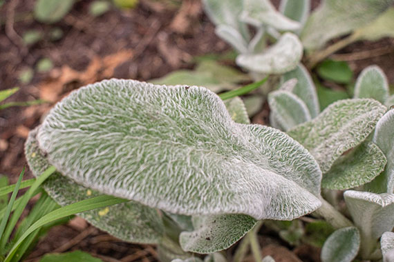 A fuzzy, cold-looking leaf