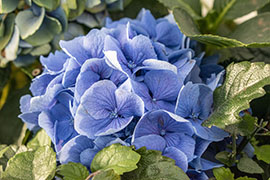 A Hydrangea flower in full may bloom