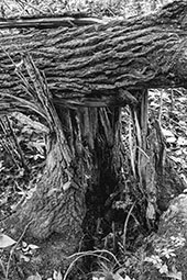 A close-up B&W photograph of a stump