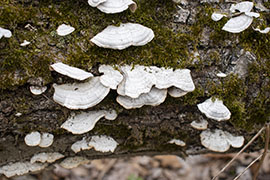 Shelf mushrooms line a stump