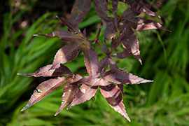 Sharp pink petals mixed in with green leaves