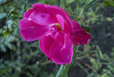 A close-up snapshot of a pink flower.