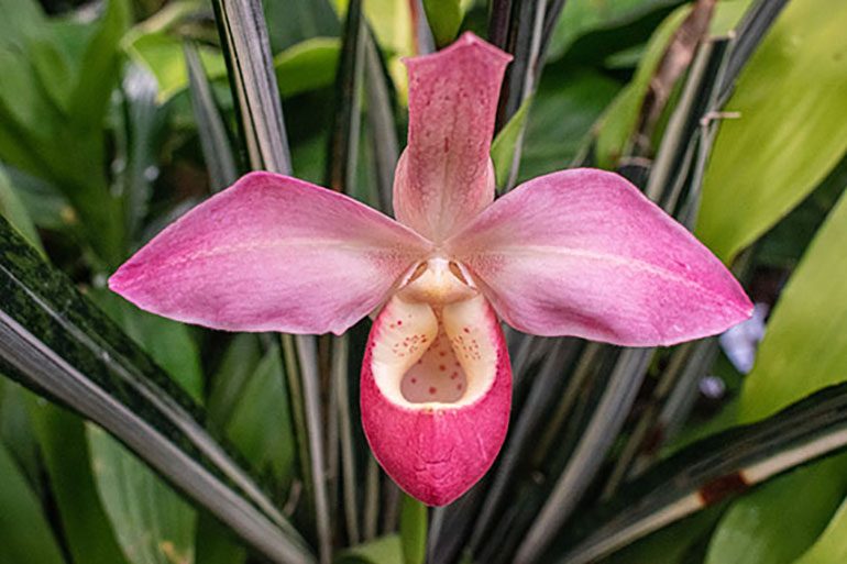 A close-up photograph of a pink pitcher plant.