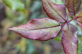 A close-up snapshot of a pink leaf.