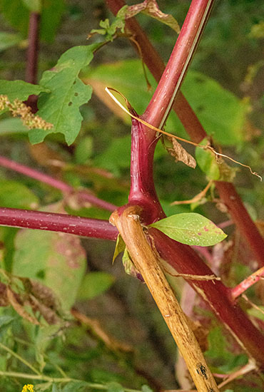 A Red branch, thin and twistly