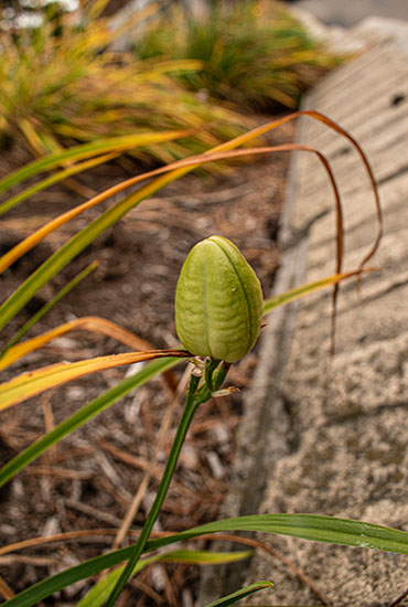 A seed pod next to concrete stairs