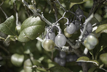 Green flowers and grey, glass-like berries in close-up