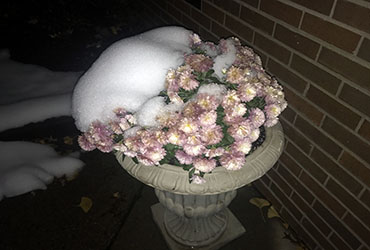 Chilled flowers covered in a dollop of snow