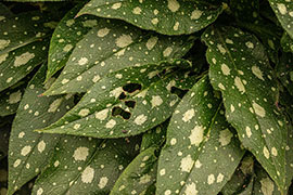 Detailed close-up of spotted, hairy leaves