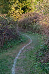 A path leading through a forest area