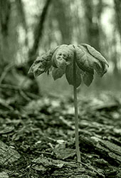 A Teal=tone photograph of an umbrella leaf.