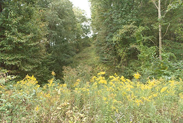 A canyon filled with grenery and flowers.