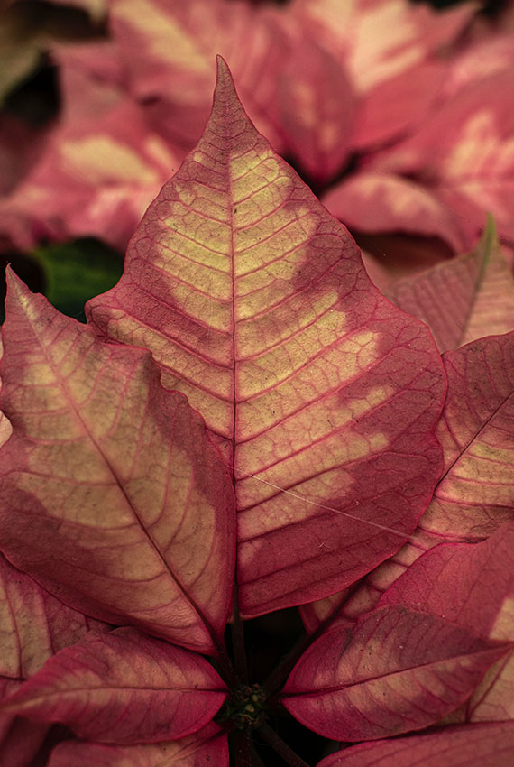 A warm peach leaf in highly detailed focus