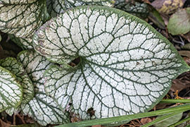 A large umbrella leaf with white crack-like indents