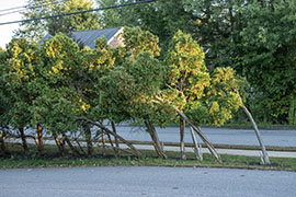 A group of trees being blown backwards by high winds