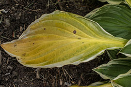 A close-up photograph of a green leaf